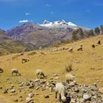aquilpo1