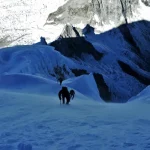 chopicallqui-4
